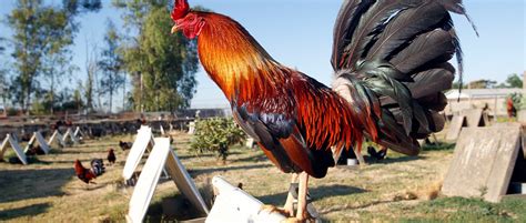Cockfight Chronicles: Breed Champions, Bet Wisely, Become .